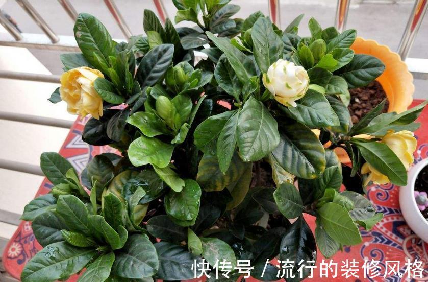 硫酸亚铁溶液|植物黄叶就用它调剂，当叶面肥、灌根，掌握住技巧贼好使