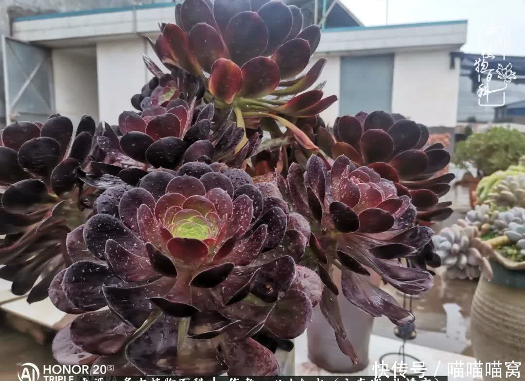 多肉|你是爱,是暖,是希望,你是人间四月天!