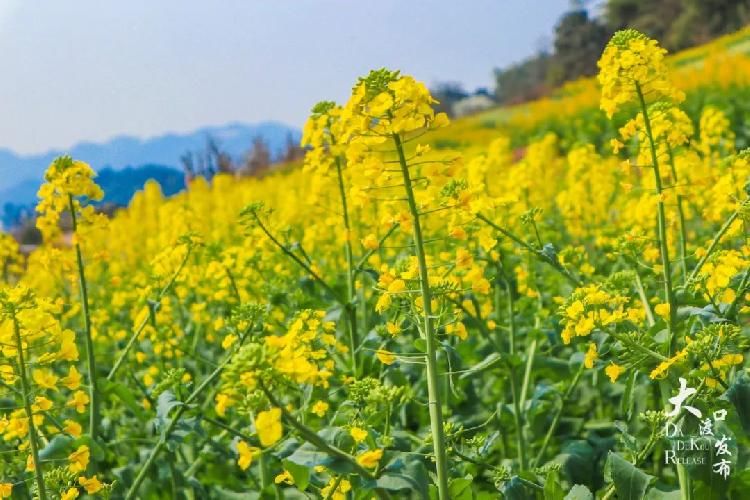 迎春花|春暖牛栏坝,花开金鳌山!五彩油菜花你见过吗?