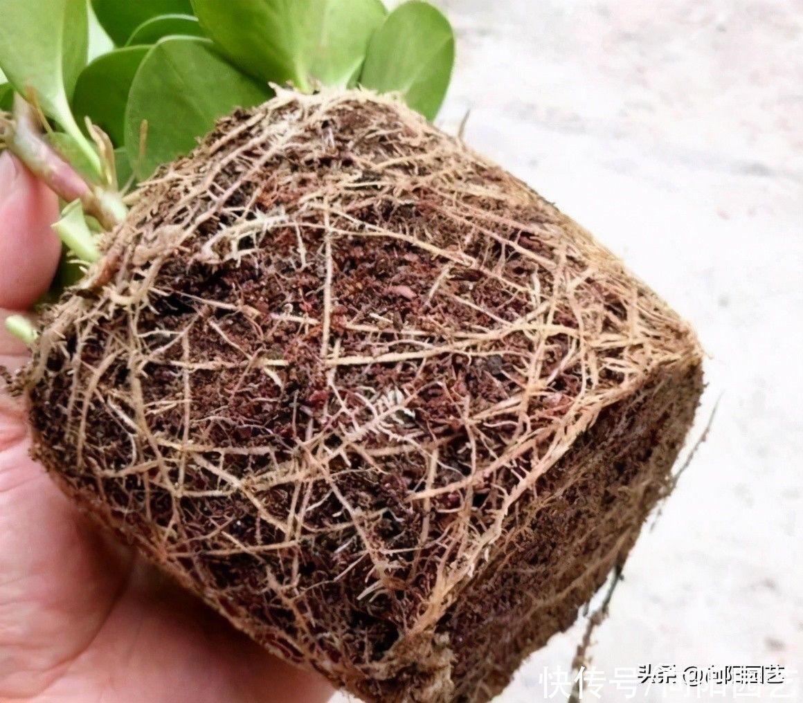 营养|好的花土，满足这些条件，疏松，透气，营养，保水，方可养好花