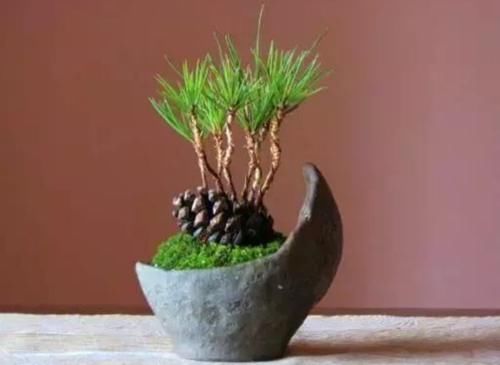 山上捡来的松塔，简单几步就能让它发芽，成了美观的小盆景