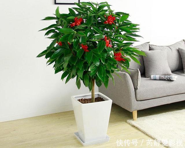 4种贵气花,个个富贵吉祥,再不喜欢也要养一盆