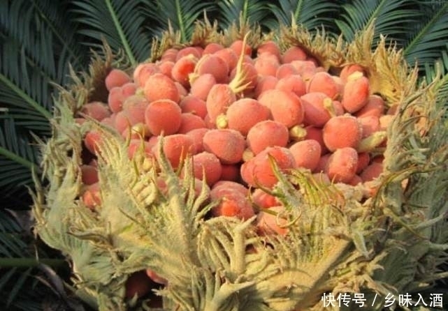 最少|最难吃到的“水果”,最少60年才结果,很多人等到老都没吃到