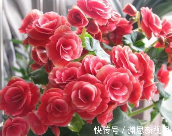 丽格海棠|养海棠,这“3种”就得室内养,花苞绕枝上百朵,开成“大花帘”