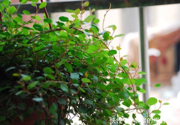 客厅4种“耐旱”花,耐阴又耐旱,不黄叶不烂根,新手也能养爆盆