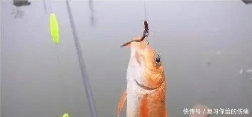 老钓手教你选择蚯蚓饵应随机应变