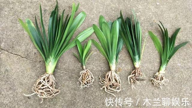 君子兰籽|30元买一斤“君子兰籽”,养1月“出苗”100棵,瞬间变“大户”