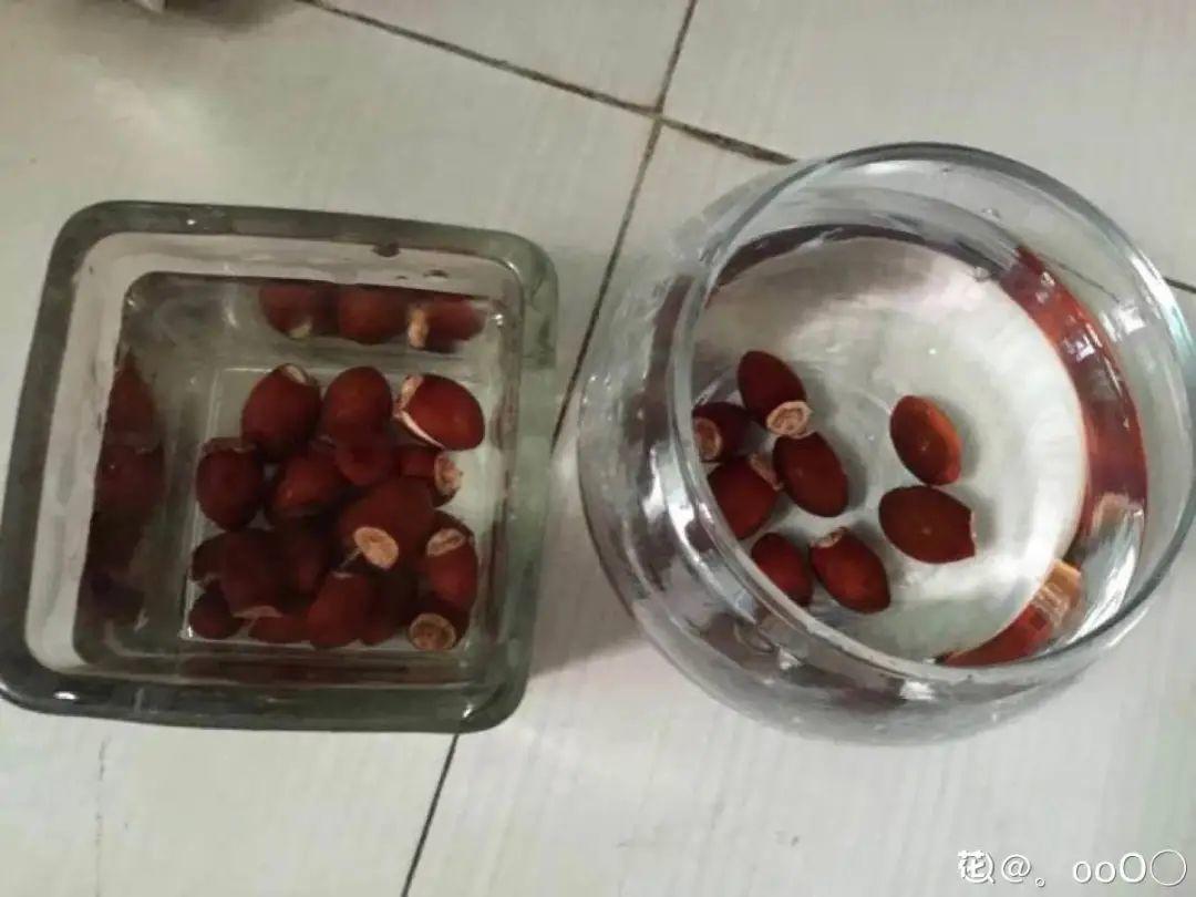 玉米棒子插盆里,7天冒出小森林,比绿萝吊兰好看