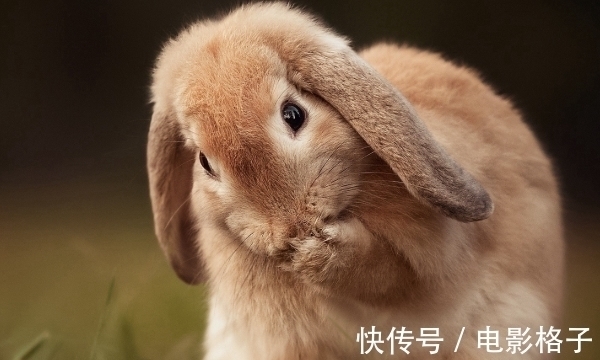 小仙子|10个兔九个富？哪四月出生的属兔人，厚积薄发，锦鲤翻身！