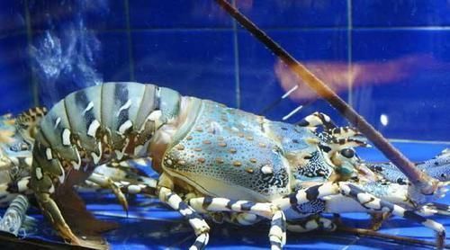 吃了几十年的虾，对虾、河虾、草虾和基围虾都有哪些区别呢？