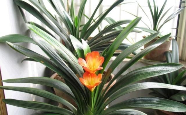 开花|王大姐养君子兰,“插”个叶到土里,一盆成10盆,每盆开花都美爆