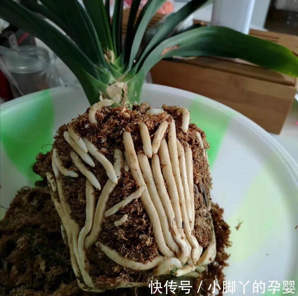 施肥|君子兰夏天少折腾,静养才能养出好兰株