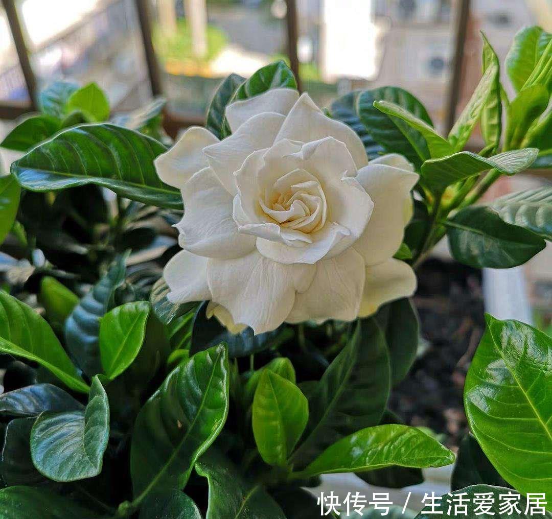 叶栀子|冬季的栀子花盆栽,养护“越简单越好”,顺利过冬来年花满枝