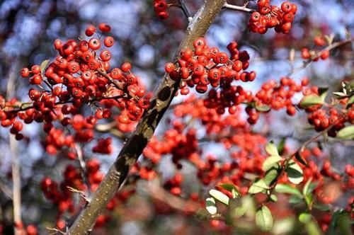 养肝|常喝小米粥能养肝？医生：若想肝脏健康，2种粗粮需远离