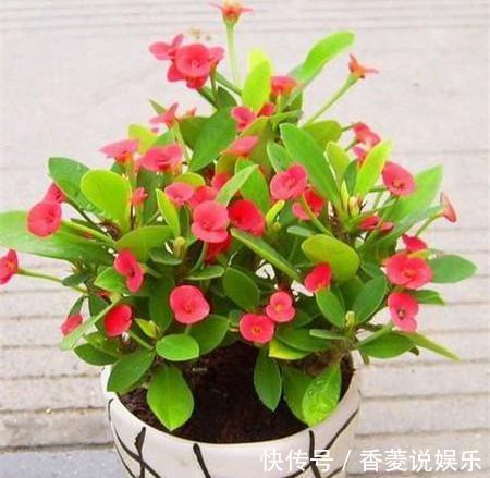 花草匠|这花号称“养不死”,花开四季,比绿萝好养10倍,比长寿花更美