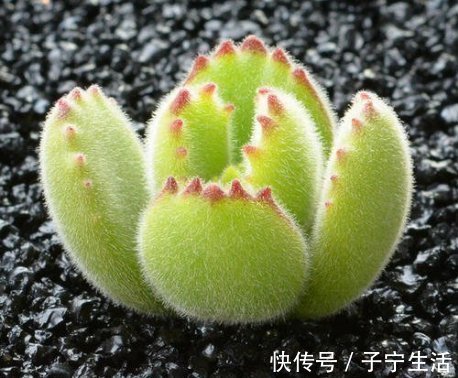 最好养的这些多肉植物，越懒越心动，养开后肉嘟嘟的可爱