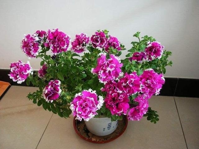 随便扔土壤里就能生长的花卉!给一点花肥就能养成“花球”!好看