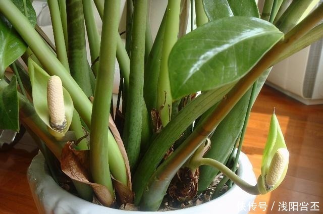 金钱树|家中若能开“4花”,既是养功到位,又是“财气”到位,恭喜你!