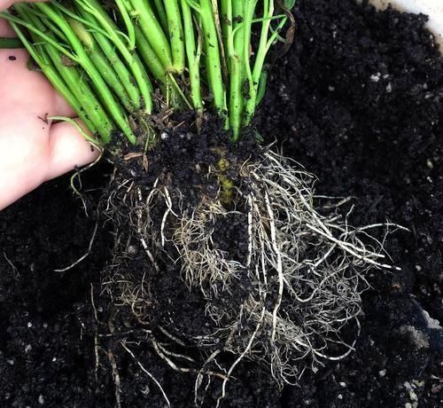 养花|养花不分地域,只要做好这几点,不管南北方都能爆盆