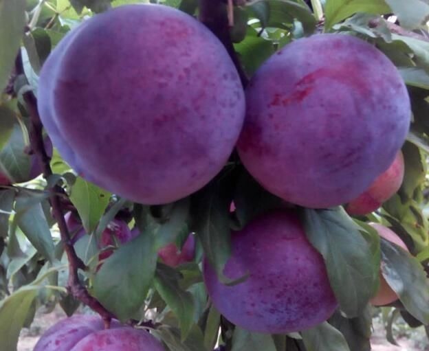 妇科病|女性常吃此物,再贵也别省,防妇科病,皮肤红润细腻,排子宫肌瘤