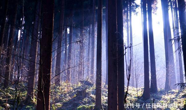 冬季探访成都崇州鸡冠山，宛若中世纪原始森林雪原！