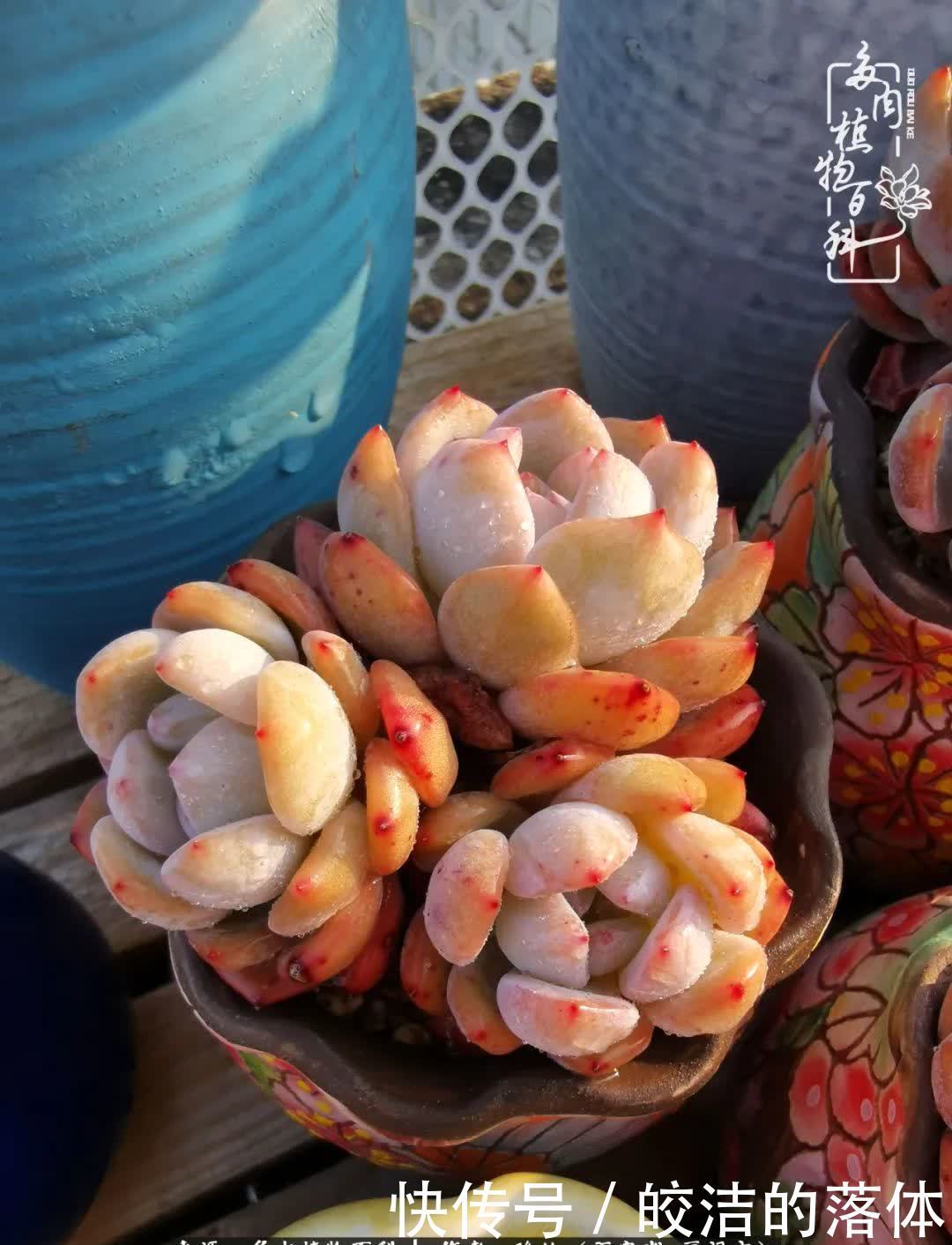 百度|我与多肉那些不得不说的故事!