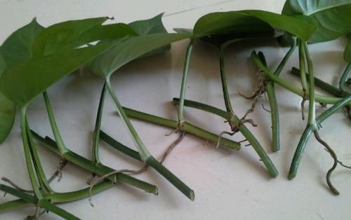 不敢尝试扦插？捏准“7个要点”，养花省钱、还能拥有更多