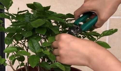 茉莉花盆里放一点“料”,一月后,花苞嫩叶直冒,花多叶绿开满枝