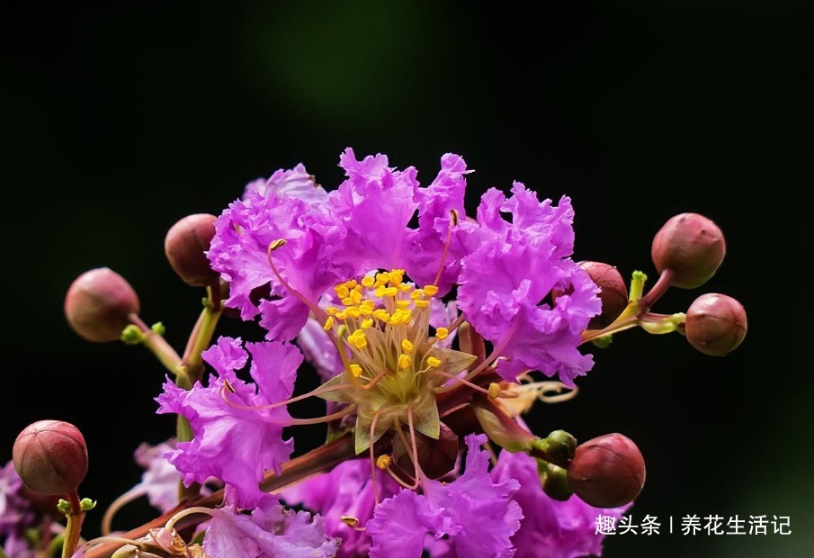 家中养紫薇花,“4个”方面把控好,开花“爆盆”花色艳丽!