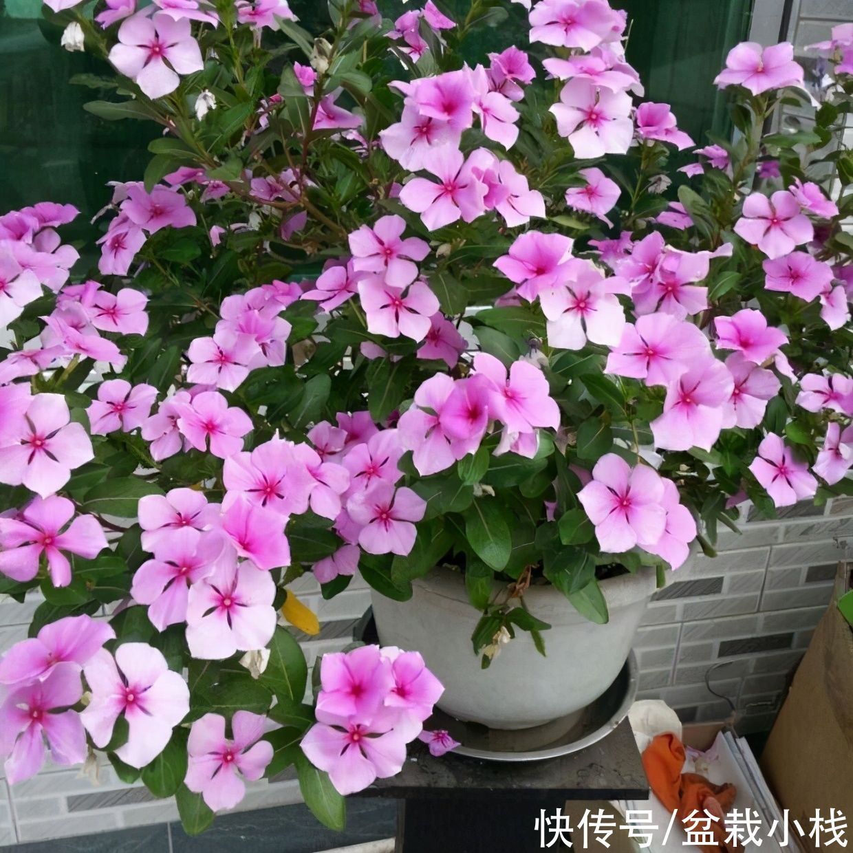 “开花劳模”有哪几种？4种花易绽放，花骨朵惹人爱