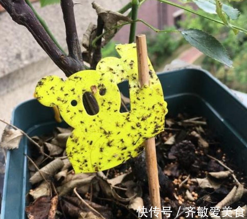 花盆里出现小黑飞怎么办?只用2招,全部清除干净