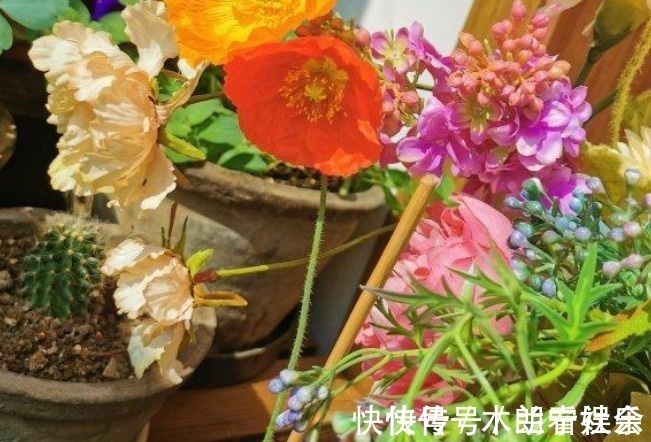 通通风|吸臭强性强的4种花,有洁癖一定要养,效果不仅明显还省事!