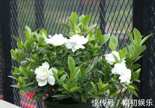 家家都有的“1种粉末”,浇花用上它,植物花苞多、开花易爆盆