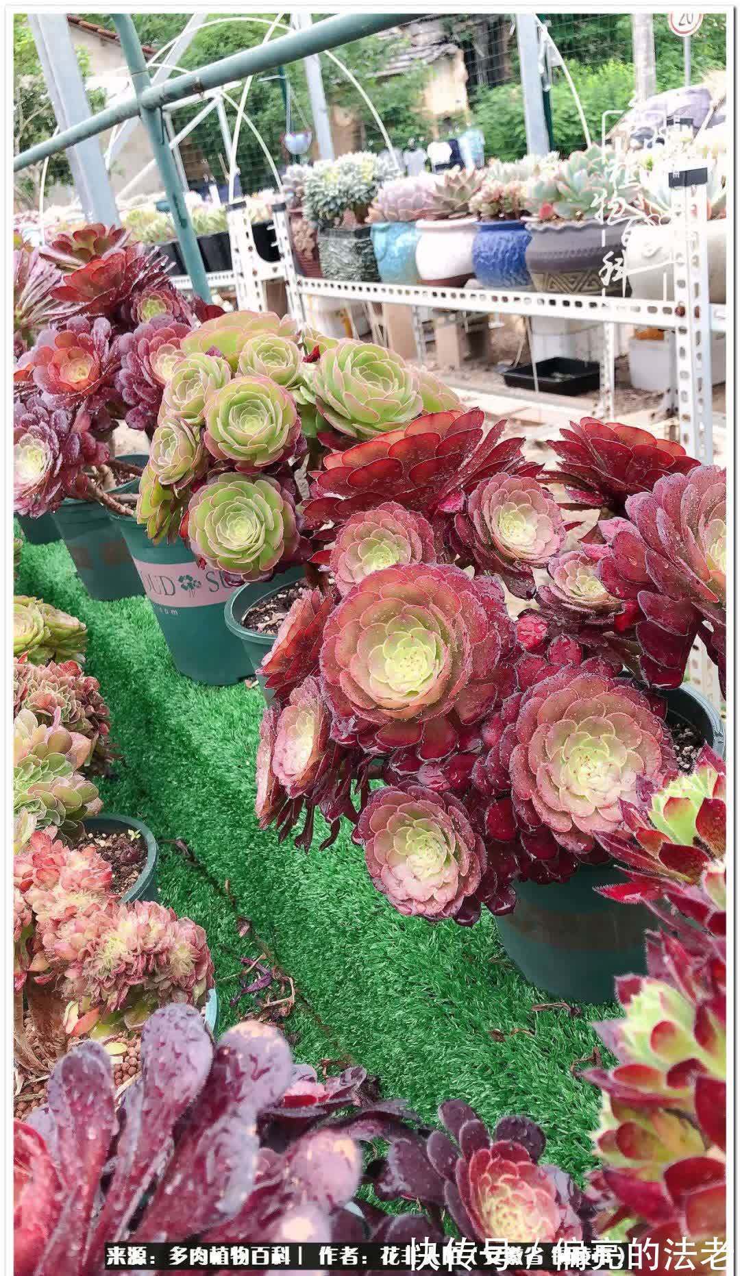 感恩遇见,感谢有你——多肉