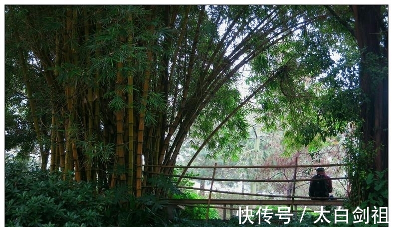 孟浩然!大诗人们的翠竹情怀,十二首著名的诗词,每一首都是经典