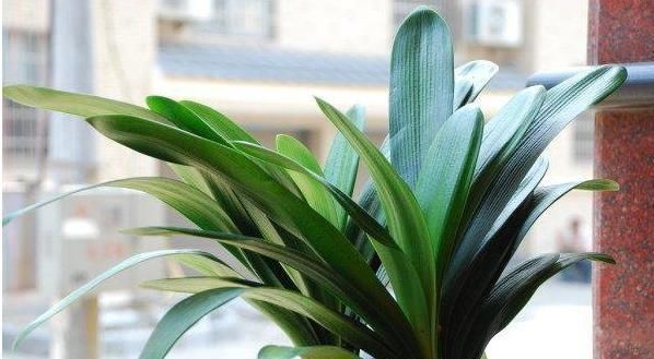 吃醋|君子兰爱“吃醋”更爱“喝酒”,一次能喝半斤白酒,喝完就疯长