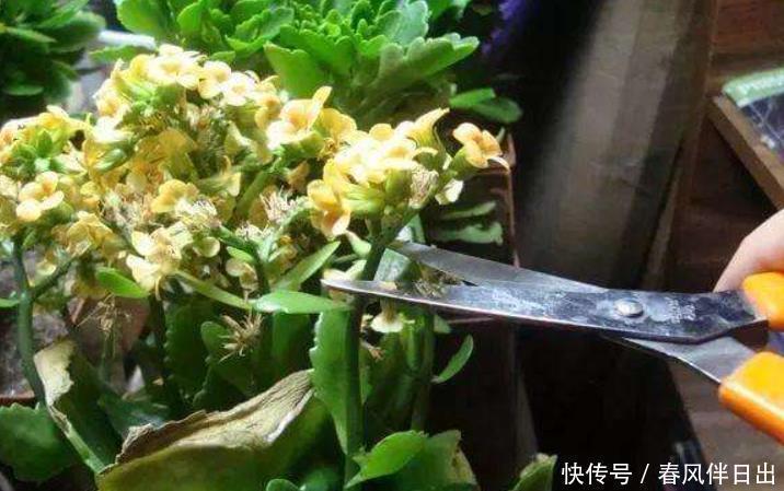 修剪|长寿花谢后别闲着,学会3个“巧”,多次开花易如反掌,花量也大