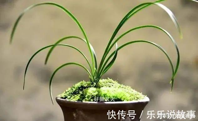 兰花养不好，主要是这5个原因，做好这几点，叶片葱绿花苞多