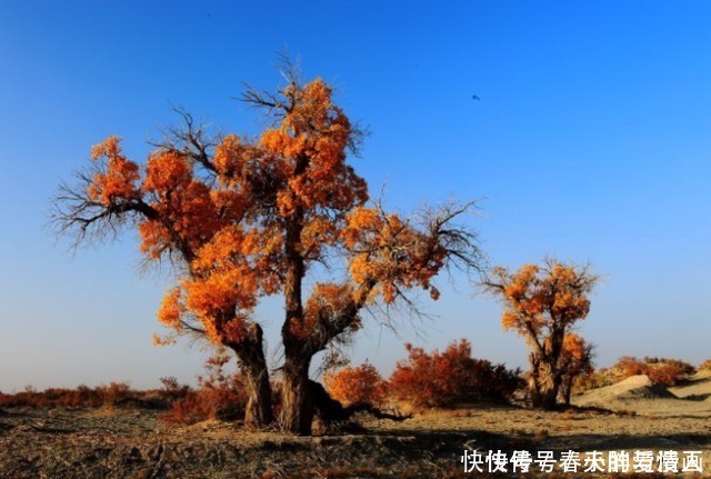 投资|中国在塔克拉玛干沙漠，投资上亿种下胡杨林，现在却成这般模样！