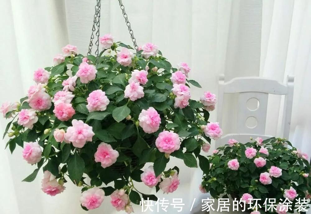 一年生|这14种花是一次性的,开完花就直接扔了吧,别浪费感情了