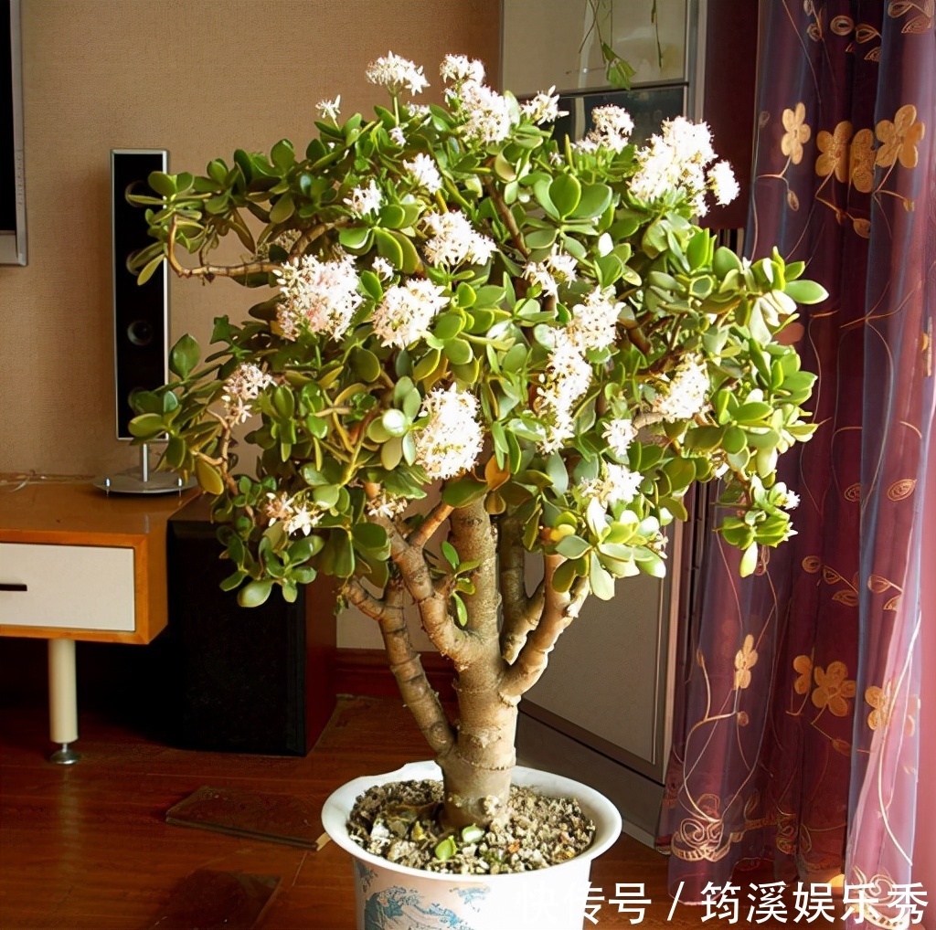 5种“大叶花”轻易不开花，开花就带“好兆头”，养一盆你就赚