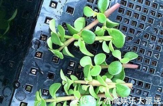 修剪|买盆景太贵此2种花插一根枝就能活，1年成老桩，越养越“值钱”