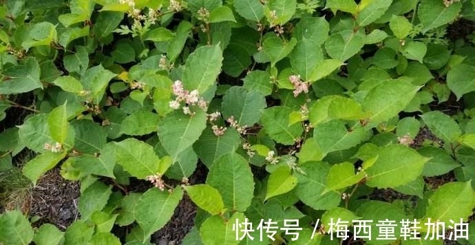 一件小事|房前屋后看见这草,赶紧连根除掉,要不然有大麻烦!