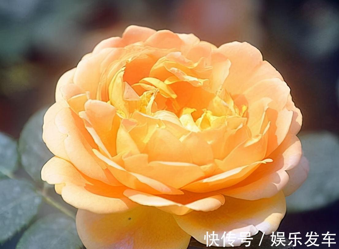 农历九月十八霜降后,养什么花?家里养3种花,身体康健平安喜乐