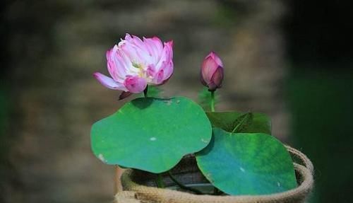 铜钱草|养此2种植物,干净、卫生还好看!家里来一盆,真值!