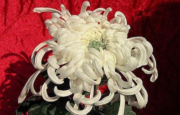 喜欢菊花，不如养盆“菊之珍品”，似芬芳燕舞，五彩缤纷