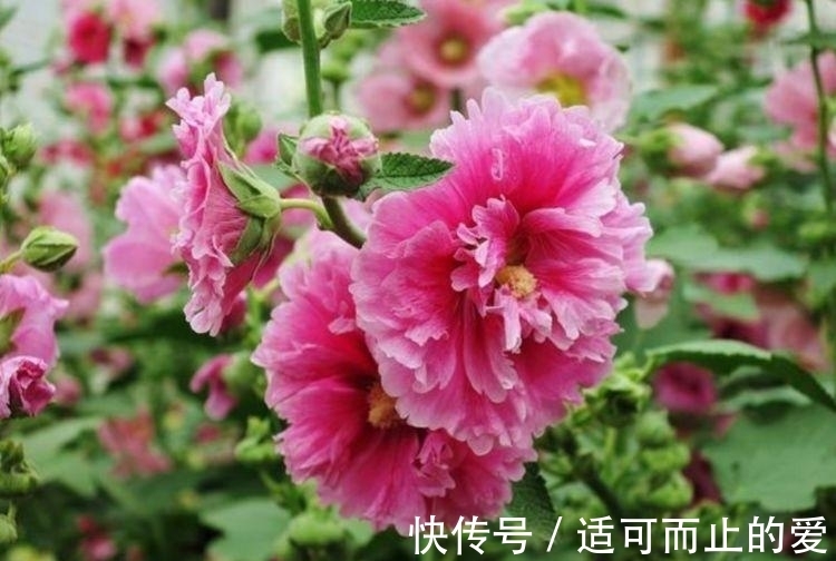 爆盆|4种花是爆盆能手,福旺运旺财更旺,财运爆发,事业风生水起!