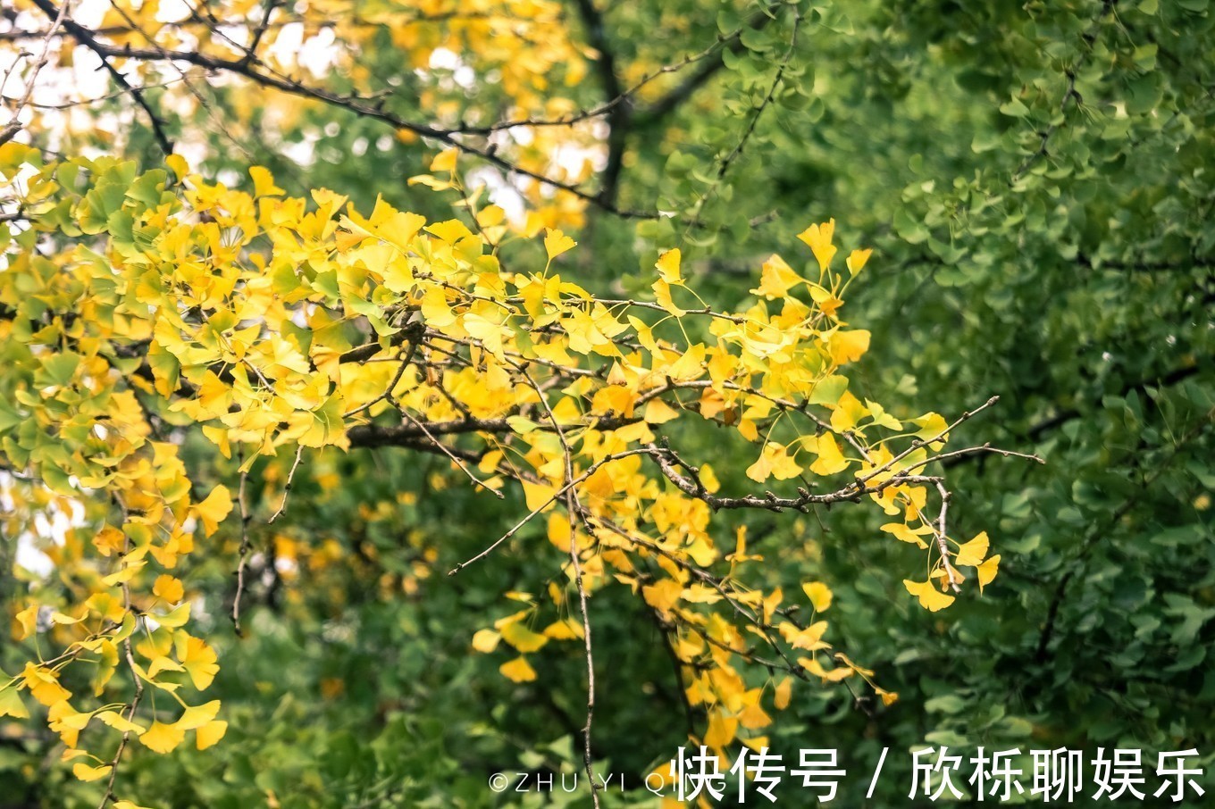 满村|一到秋天就美成童话的银杏村，拥有3万棵银杏，是最美秋色的代表