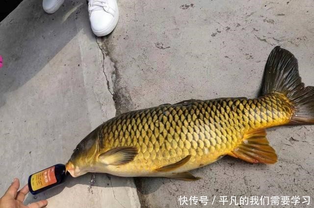 饵料要香甜可口,钓鱼才会好用别犯傻,这反而是个圈套