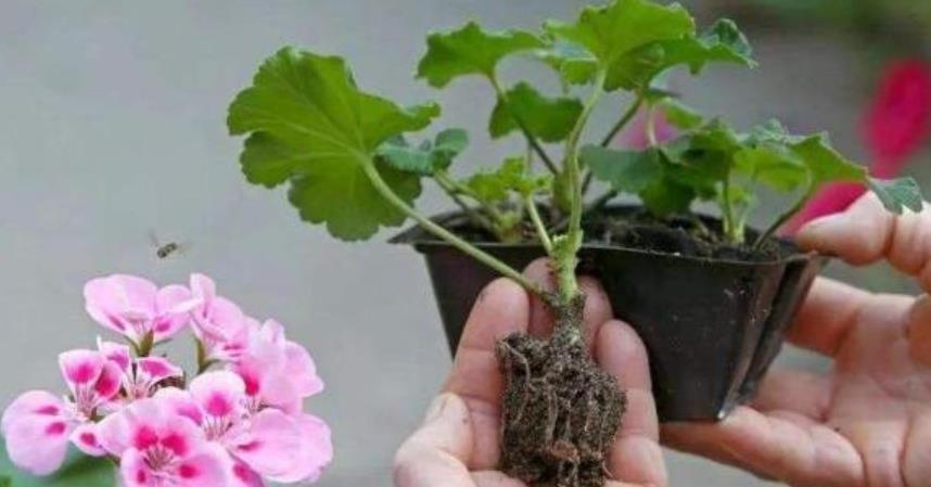 长势|中秋过后,3种花赶紧扦插起来,生根快长势好,轻松成养花大户